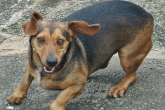 Michi